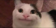 Le chat